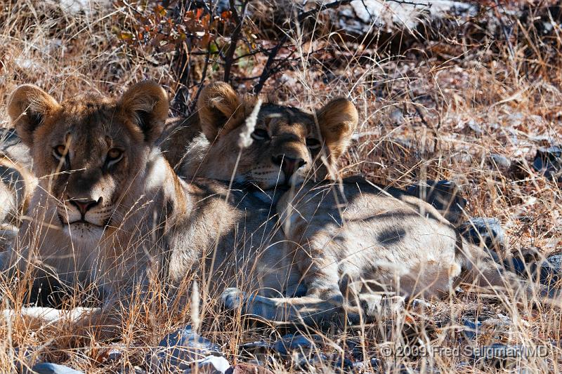 20090611_124505 D300 X1.jpg - Lions at Little Ongava Reserve, a private game area, contiguous with Etosha National Park, Namibia